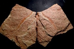 palaeoscolex tenensis  - Ordovician - El Kaid Erami, Morocco