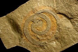 vers primitif: palaeoscolex tenensis - Ordovicien - Fezouata fmt, Maroc