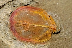 Enosiaspis hrungnir (legg, 2016)  - Ordovicien - Fezouata fmt, Maroc