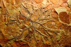 paradelograptus norvegicus (Monsen, 1937) - Ordovician - Fezouata fmt - Morocco
