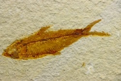 poisson fossile KNIGHTIA EOCAENA - USA