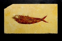 KNIGHTIA EOCAENA