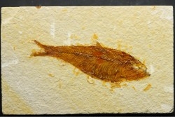 poisson fossile KNIGHTIA EOCAENA - USA