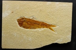poisson fossile KNIGHTIA EOCAENA - USA