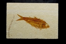 poisson fossile KNIGHTIA EOCAENA - USA