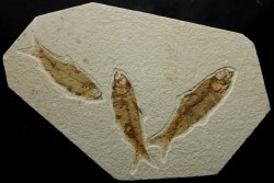 poisson fossile KNIGHTIA EOCAENA - USA