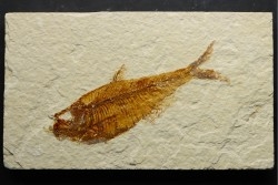 poisson fossile Diplomystus dentatus - USA