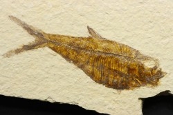 poisson fossile Diplomystus dentatus - USA