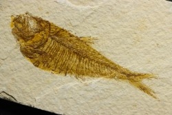 poisson fossile Diplomystus dentatus - USA