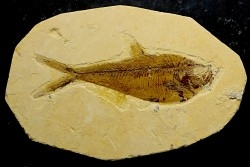 poisson fossile Diplomystus dentatus - USA