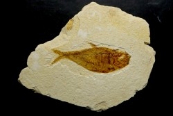 poisson fossile Diplomystus dentatus - USA