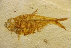 poisson fossile Diplomystus dentatus - USA