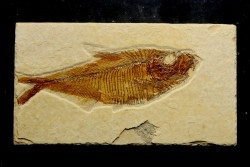 poisson fossile Diplomystus dentatus - USA