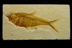 poisson fossile Diplomystus dentatus - USA