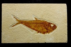 poisson fossile Diplomystus dentatus - USA
