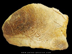 dinosaur bone Bothriospondylus (2)