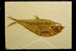 poisson fossile Diplomystus dentatus - USA