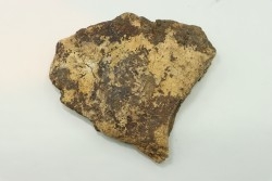 Dinosaure: fragment de collerette de TRICERATOPS HORRIDUS - Hell Creek  Fmt - crétacé sup. - Glendive County, Montana