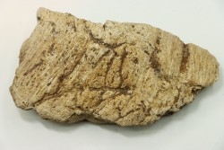 Dinosaure: fragment de collerette de TRICERATOPS HORRIDUS - Hell Creek  Fmt - crétacé sup. - Glendive County, Montana