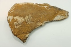 dinosaure freak: TRICERATOPS HORRIDUS