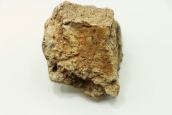 dinosaure freak: TRICERATOPS HORRIDUS