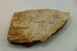 dinosaure freak: TRICERATOPS HORRIDUS