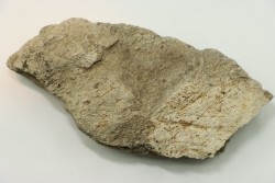 dinosaure freak: TRICERATOPS HORRIDUS