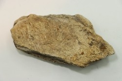 dinosaure freak: TRICERATOPS HORRIDUS