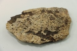 dinosaure freak: TRICERATOPS HORRIDUS