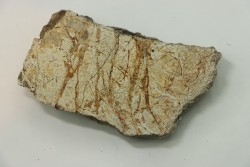 dinosaure freak: TRICERATOPS HORRIDUS