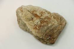 dinosaure freak: TRICERATOPS HORRIDUS