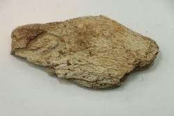 dinosaure freak: TRICERATOPS HORRIDUS