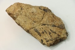 dinosaure freak: TRICERATOPS HORRIDUS