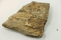 Dinosaure: fragment de collerette de TRICERATOPS HORRIDUS - Hell Creek  Fmt - crétacé sup. - Glendive County, Montana