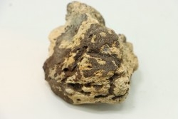 dinosaure freak: TRICERATOPS HORRIDUS