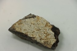 dinosaure freak: TRICERATOPS HORRIDUS