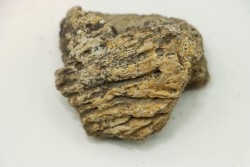 dinosaure freak: TRICERATOPS HORRIDUS