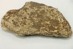 Dinosaure: fragment de collerette de TRICERATOPS HORRIDUS - Hell Creek  Fmt - crétacé sup. - Glendive County, Montana