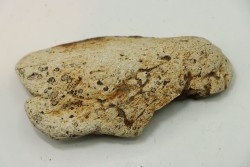 dinosaure freak: TRICERATOPS HORRIDUS