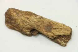 Dinosaure: fragment de collerette de TRICERATOPS HORRIDUS - Hell Creek  Fmt - crétacé sup. - Glendive County, Montana