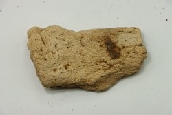 dinosaure freak: TRICERATOPS HORRIDUS