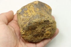 dinosaure vertebra: TRICERATOPS HORRIDUS