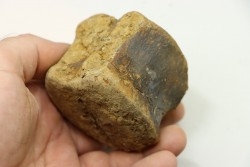 dinosaure vertebra: TRICERATOPS HORRIDUS