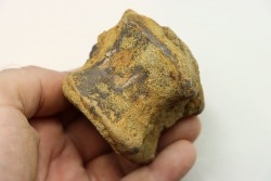 dinosaure vertebra: TRICERATOPS HORRIDUS