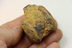 dinosaure vertebra: TRICERATOPS HORRIDUS