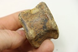 dinosaure vertebra: TRICERATOPS HORRIDUS