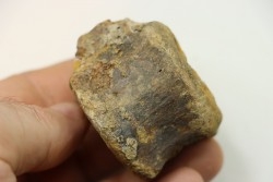 dinosaure vertebra: TRICERATOPS HORRIDUS