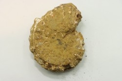 Nodule de DOUVILLEICERAS à dégager - albien - MADAGASCAR