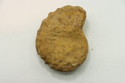 Nodule de DOUVILLEICERAS à dégager - albien - MADAGASCAR