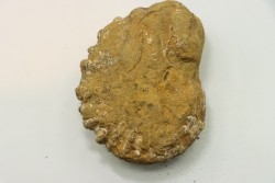 Nodule de DOUVILLEICERAS à dégager - albien - MADAGASCAR